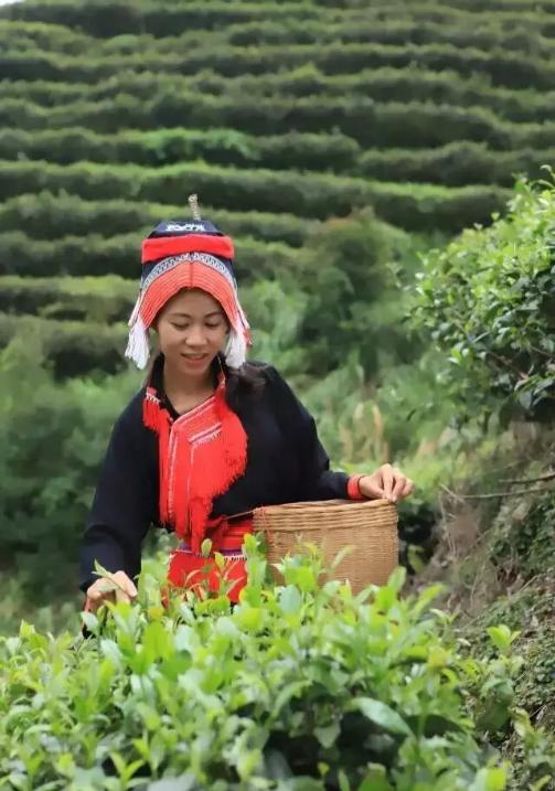 金秀瑤族茶娘正在採摘茶葉