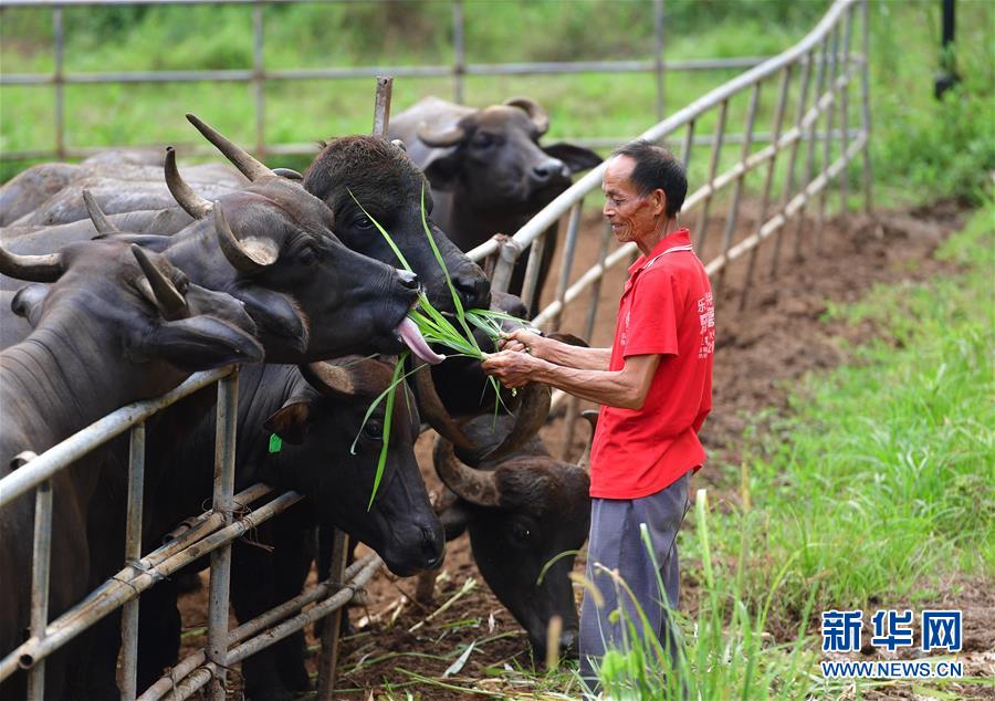 在古蘭屯養牛基地，68歲的韋肇翠在餵牛