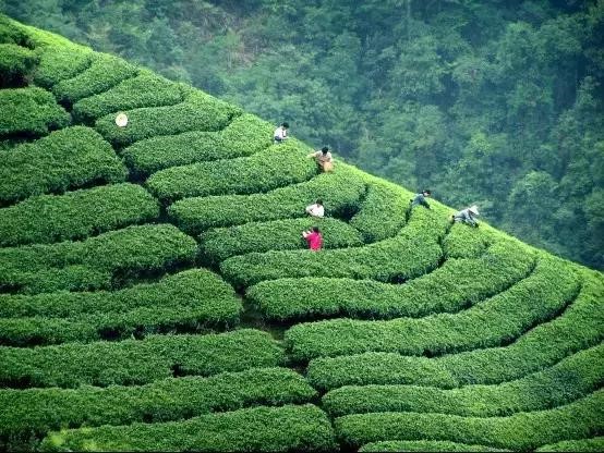 茶農採春茶。