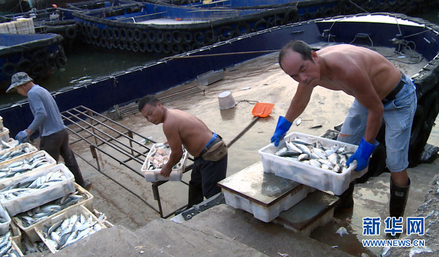 在廣西北海市僑港鎮電建漁港，工人正在從漁船上卸載海產品