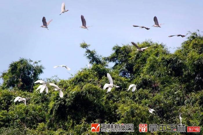 千鶴島上飛起的鳥群。