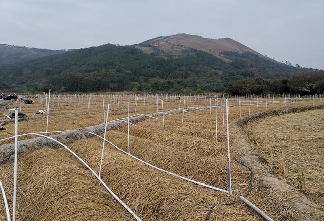 松茸種植基地水肥一體化。