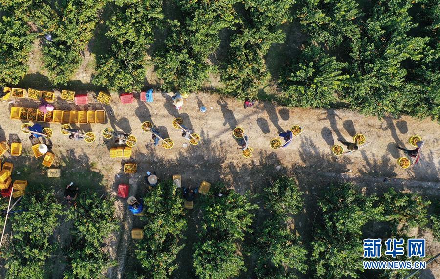 柳州市鹿寨縣四排鎮村民在果園裡採收柑橘。