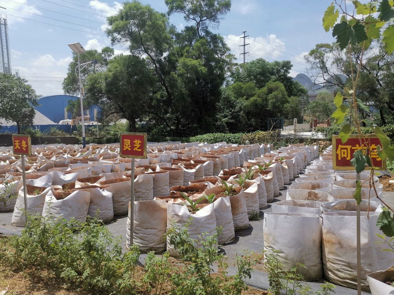 廣西瑞欣農業科技有限公司正在培植中的中草藥。