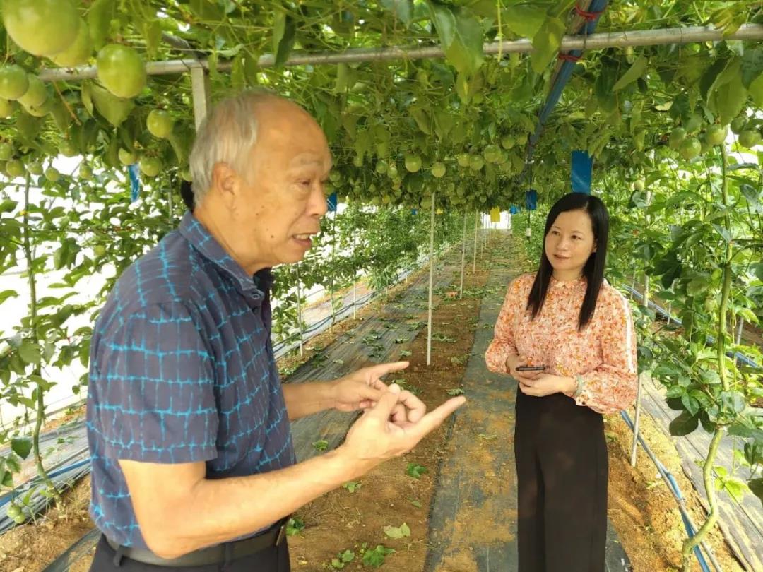 台商王先生（左）介紹百香果種植「一畝奔小康」項目進展情況。