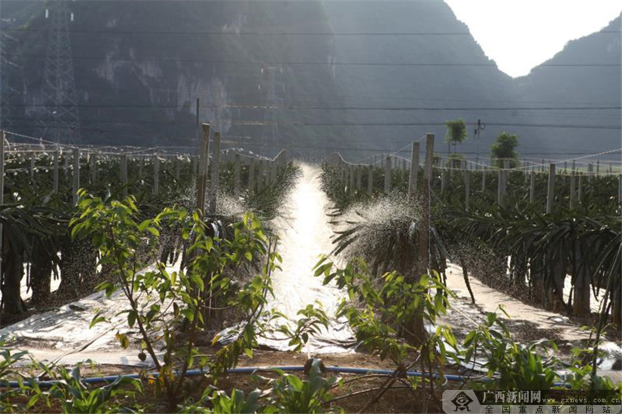 火龍果基地全自動灌溉系統在作業。