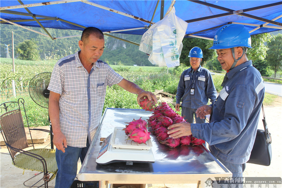火龍果豐收後村民在基地擺攤賣果。