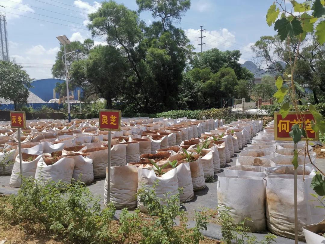 廣西瑞欣農業科技有限公司培植中的中草藥。
