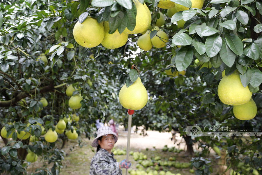 果農在採收柚子。