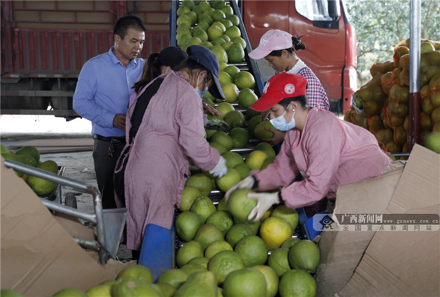 在倉庫內，果農在搬運柚子，準備裝車外銷。