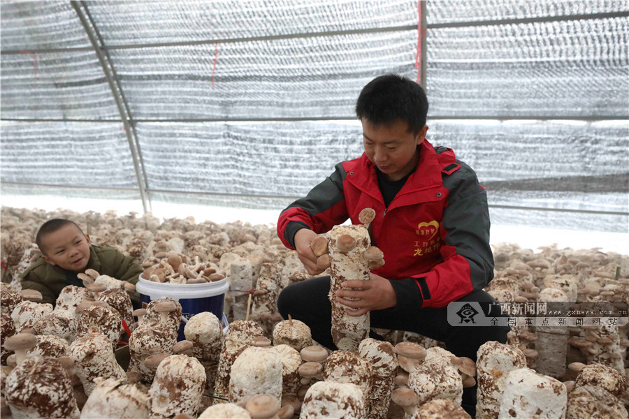 一名駐村工作隊員在菌棚內採摘香菇。
