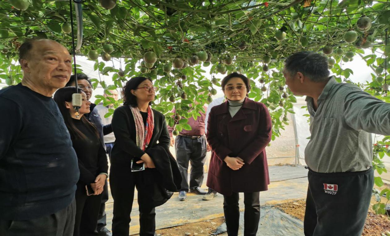 廣西台辦主任李莉（右二）考察廣西星期九生態休閒農莊百香果園。