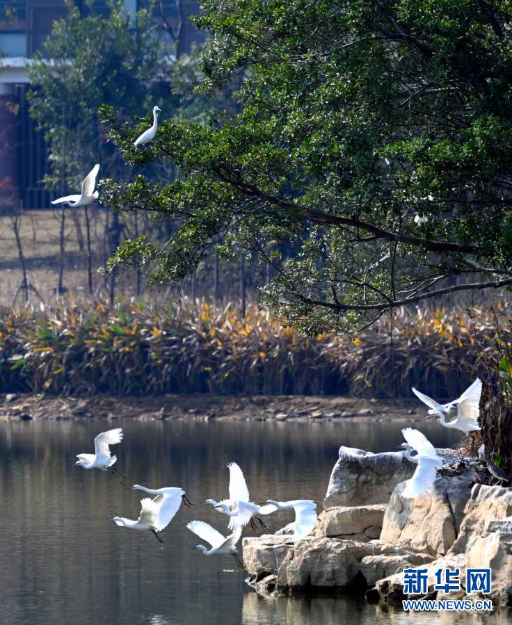 白鷺在岜公塘濕地公園嬉戲。