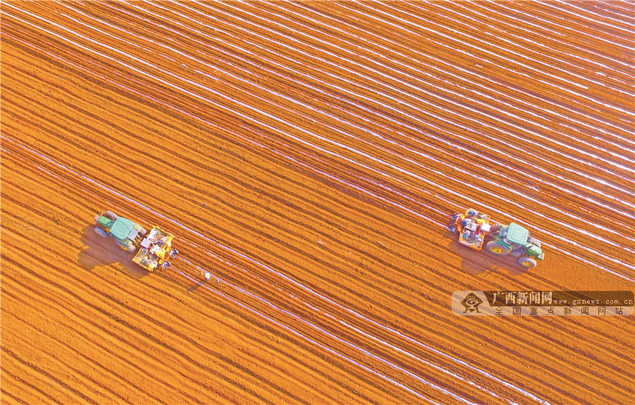 在扶綏縣渠黎鎮甘蔗種植「雙高」示範基地，種植戶正在進行機械化耕種。