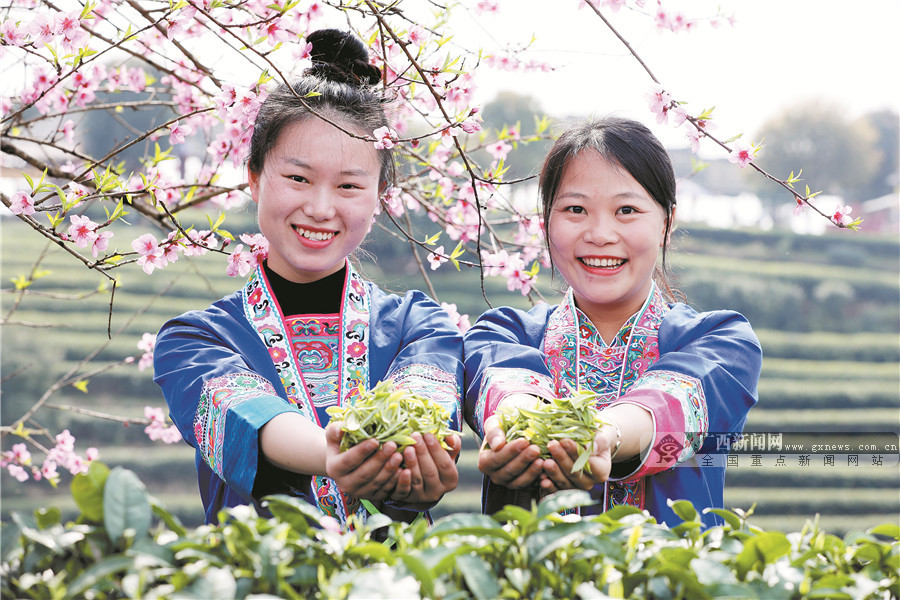 在三江侗族自治縣八江鎮布央村，村民正在展示採摘的春茶。
