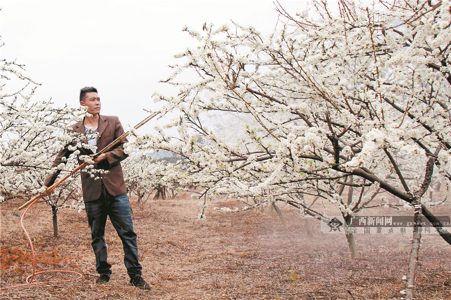 在恭城瑤族自治縣西嶺鎮三華李種植基地，當地群眾加緊開展果樹管護作業。