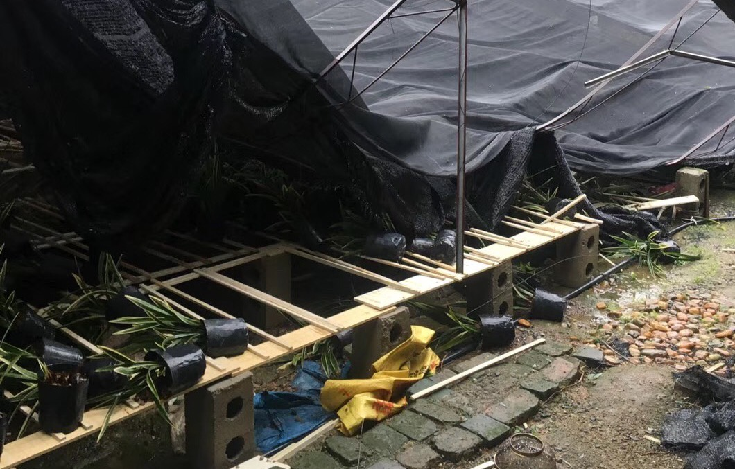 2018年22號颱風「山竹」襲來容縣，賀彩蘭園約7到8畝架棚和數千盆蘭花被颱風吹倒。