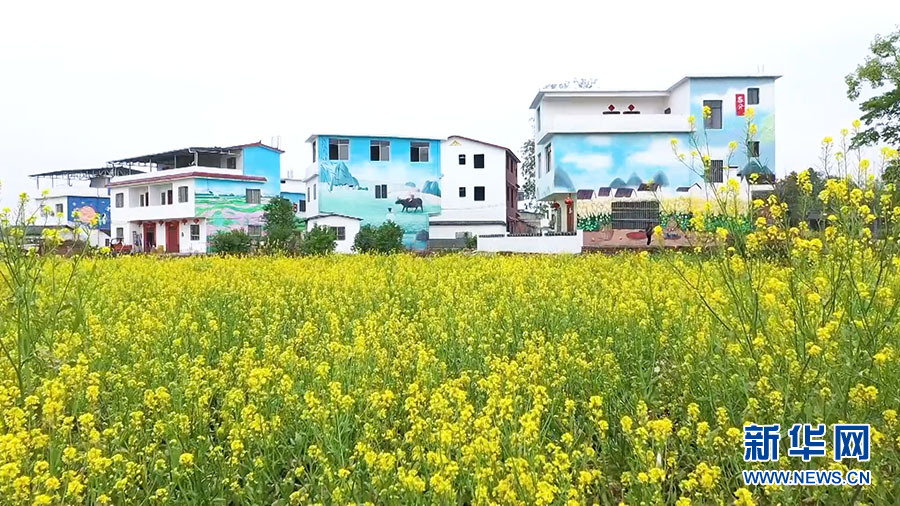 黃花風鈴木和彩繪社區構成一幅詩意盎然的山水畫卷。