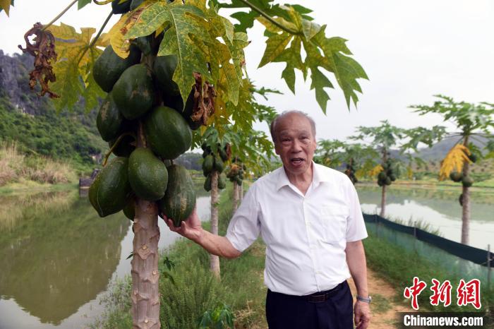 王九齡介紹木瓜種植情況。