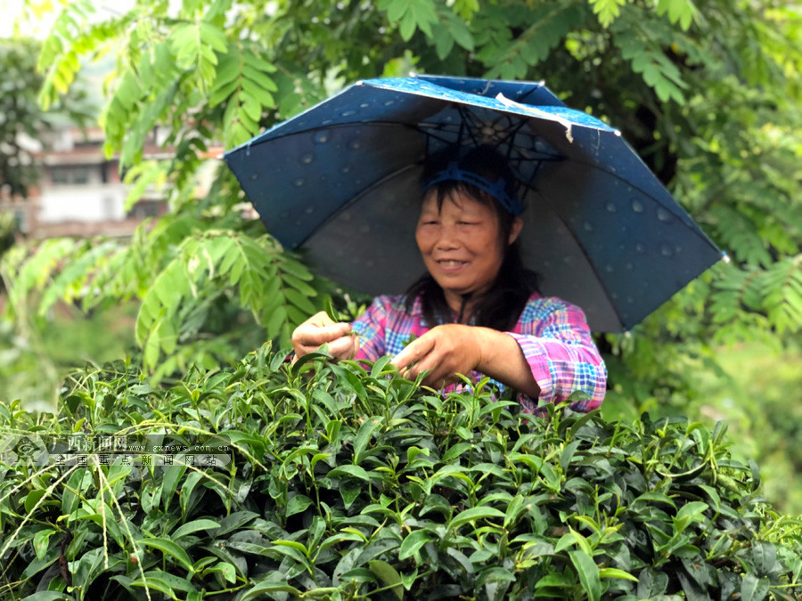 採茶工背著竹簍在茶園穿梭，忙著採摘茶葉。