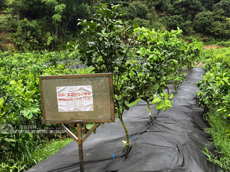 長洲鎮龍華示範區內種植的泰國紅寶石青柚已經開始掛果。