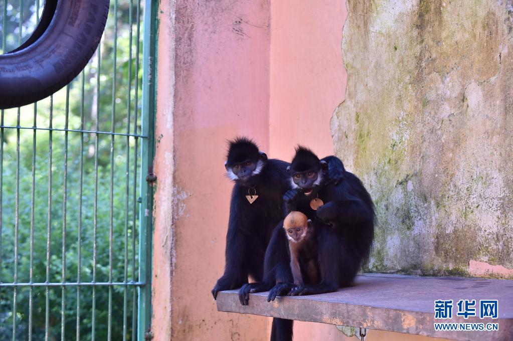 在廣西梧州市園林動植物研究所拍攝的黑葉猴幼崽（前）。
