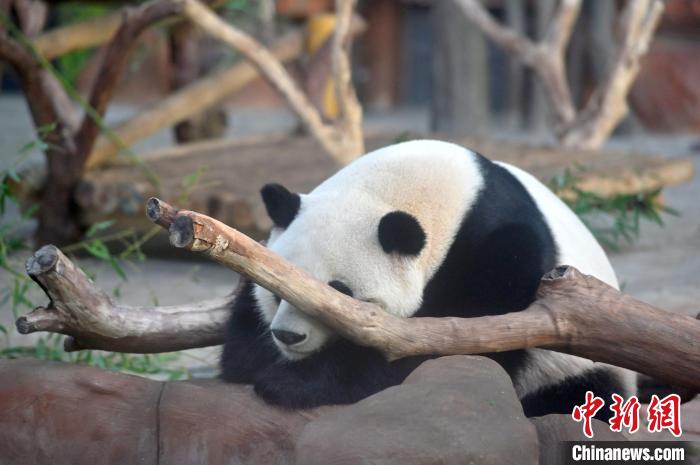 大熊貓在空調房裡酣睡。