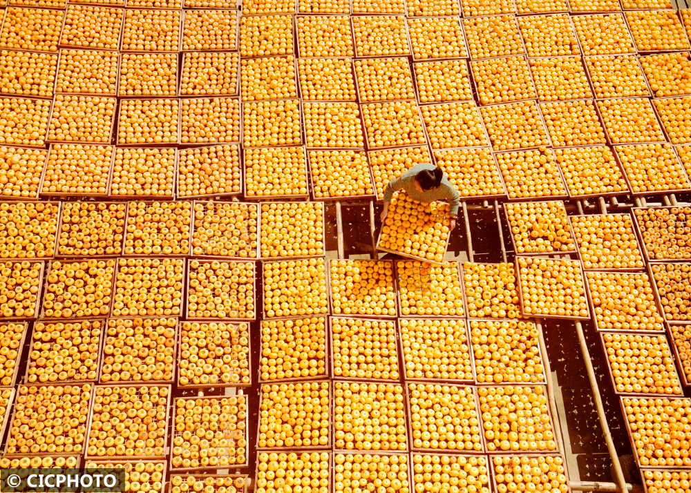 廣西桂林市恭城瑤族自治縣嘉會鎮泗安村曬滿柿餅的壯觀景象。