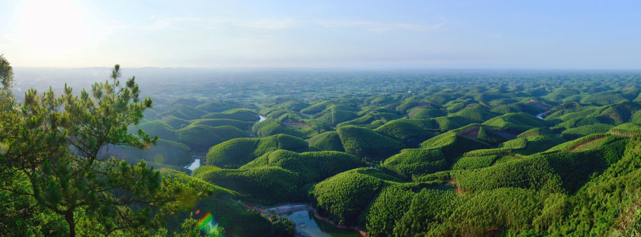 大塘鎮南榮村東南面的花甲山下，幾千畝的樹木長得鬱鬱蔥蔥。