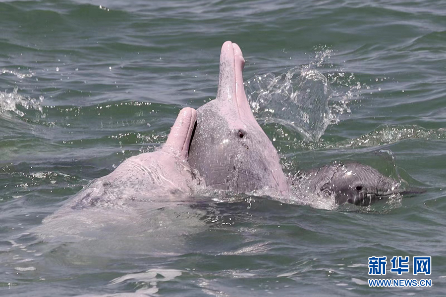 三頭中華白海豚在北部灣海域玩耍。