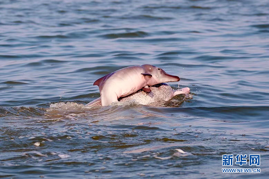 中華白海豚幸福地趴在媽媽背上。
