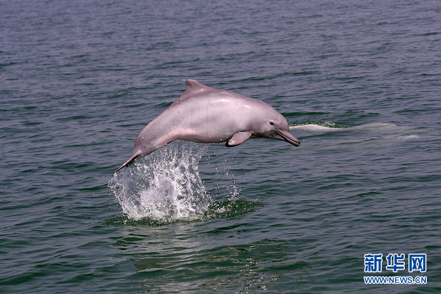 中華白海豚在北部灣海域嬉戲。