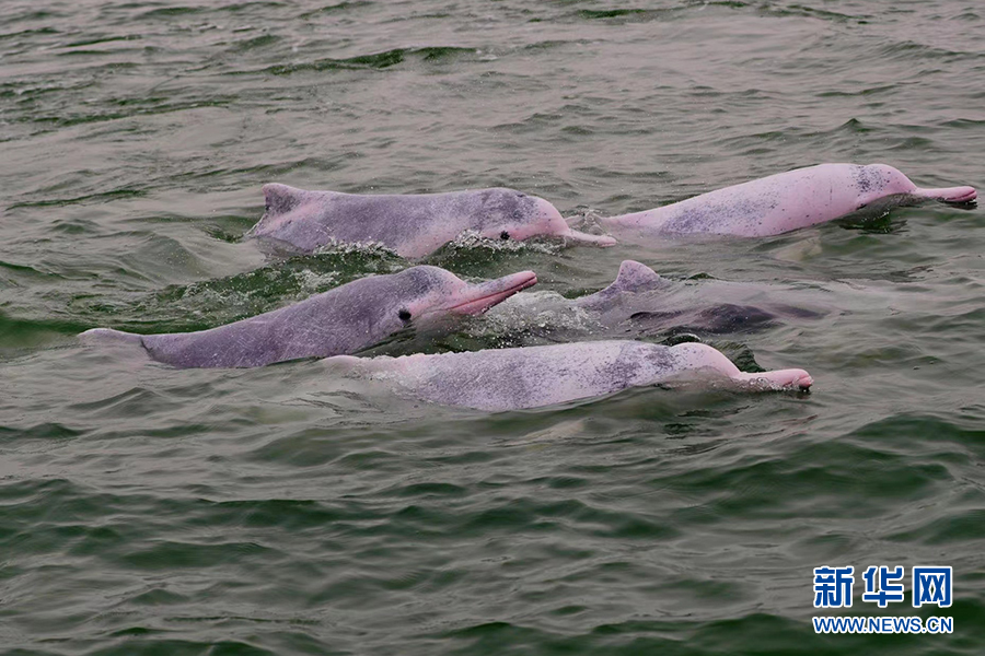 成群的中華白海豚在北部灣海域捕食。