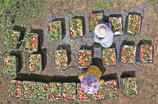 村民在分揀油桃。