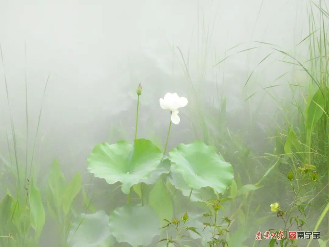 霧裡蓮花。