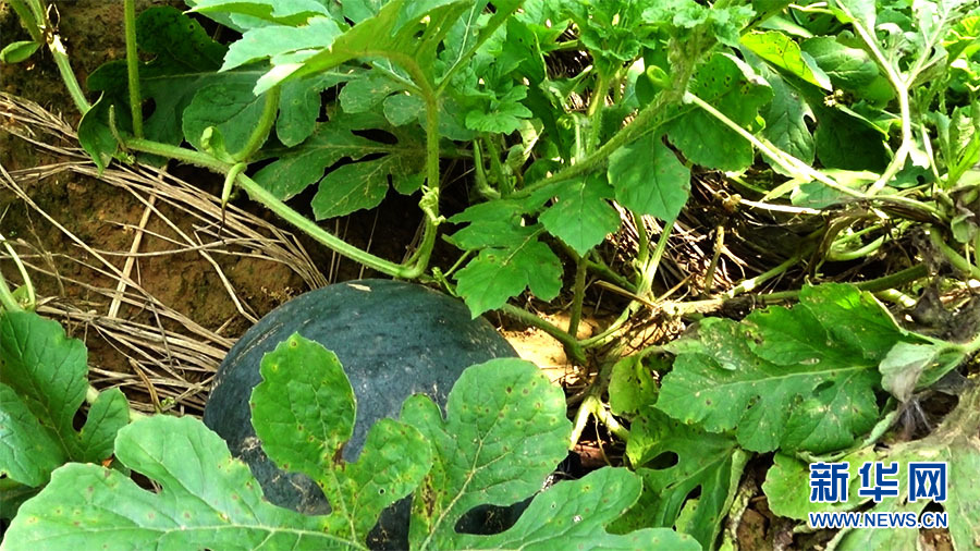 粉葛田裡套種的西瓜準備成熟。