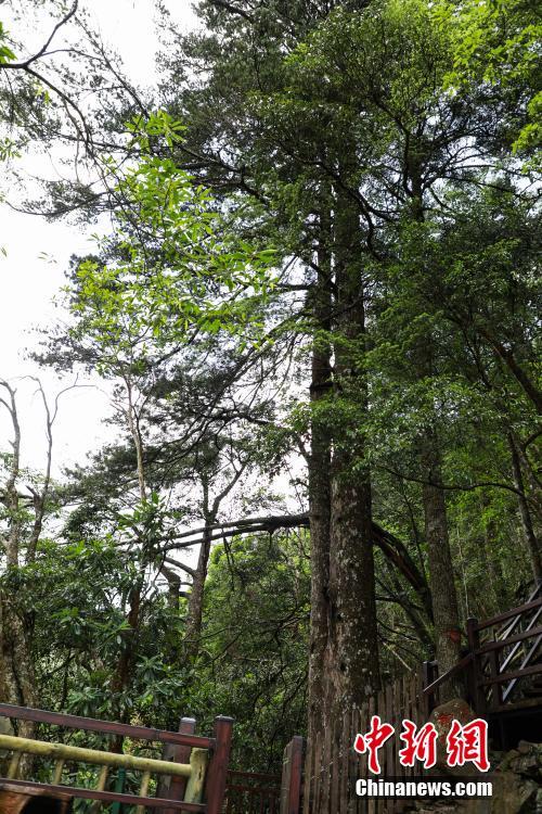 一級重點保護植物銀杉在山間矗立。