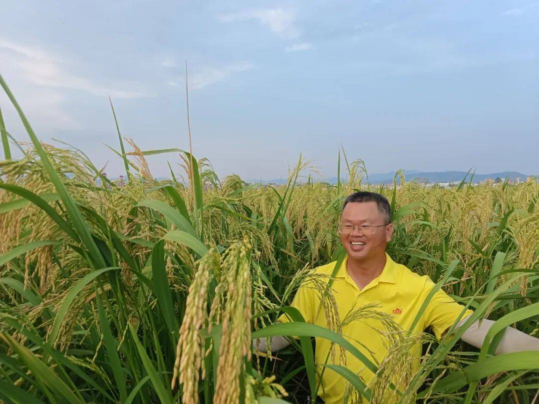 巨型稻迎來豐收季。