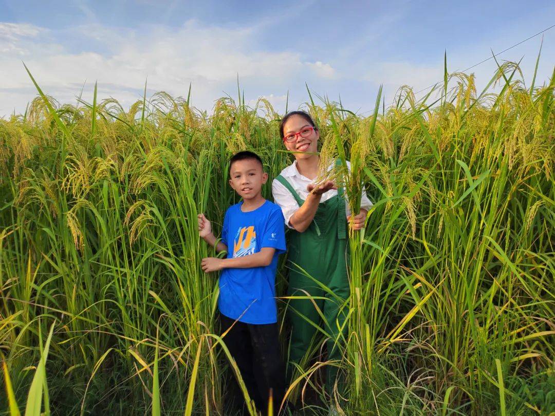 巨型稻迎來豐收季。