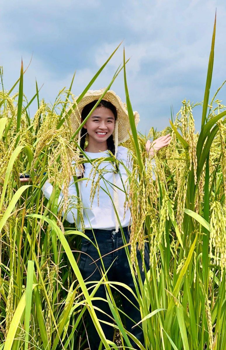 巨型稻產量高米質優。