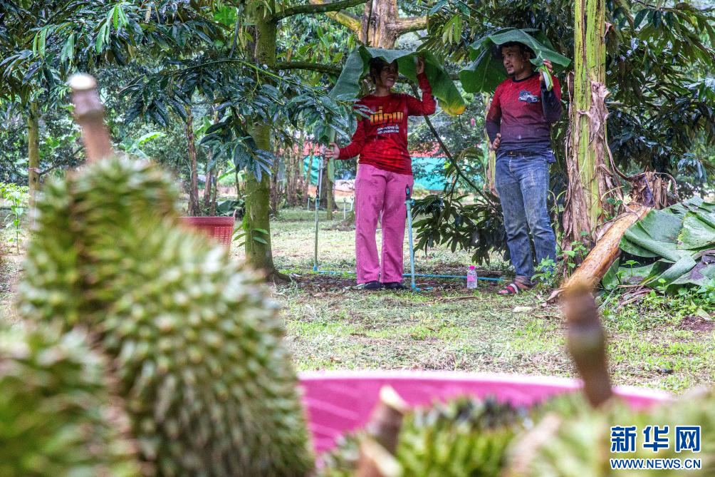在泰國春蓬府一處果園內，工人在樹下避雨。