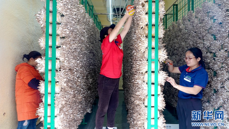 廣西都安縣大興鎮村民在粵桂協作食用菌產業園移動方艙採摘成熟的秀珍菇。