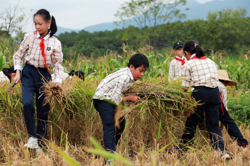 同學們體驗收割稻穀。