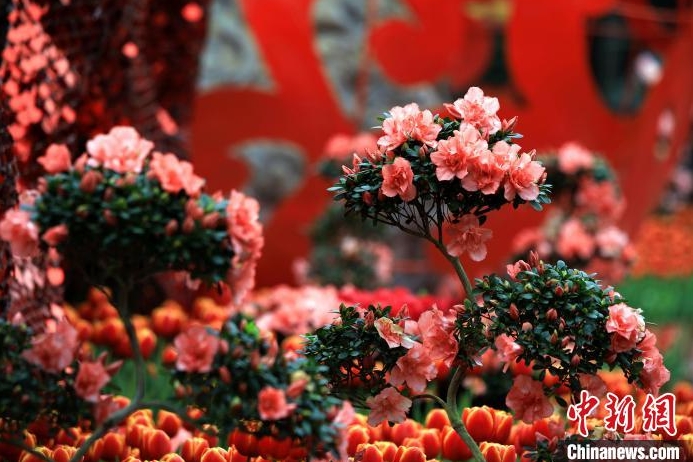 南寧青秀山迎春花展共展出120餘個品種41萬株花卉。