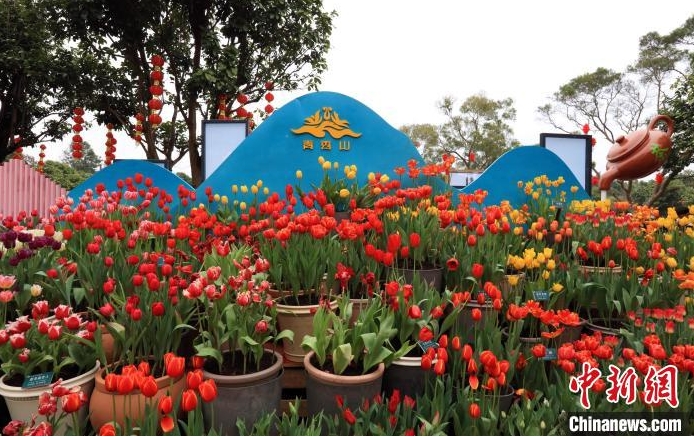 南寧青秀山迎春花展共展出120餘個品種41萬株花卉。