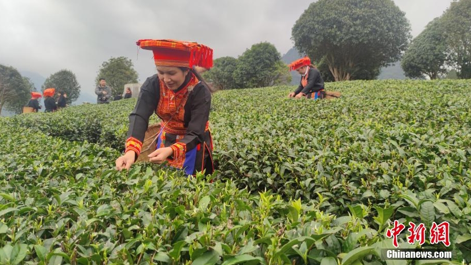 民眾忙著採春茶。