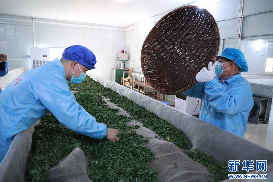 工人將茶葉鋪開進行萎凋。