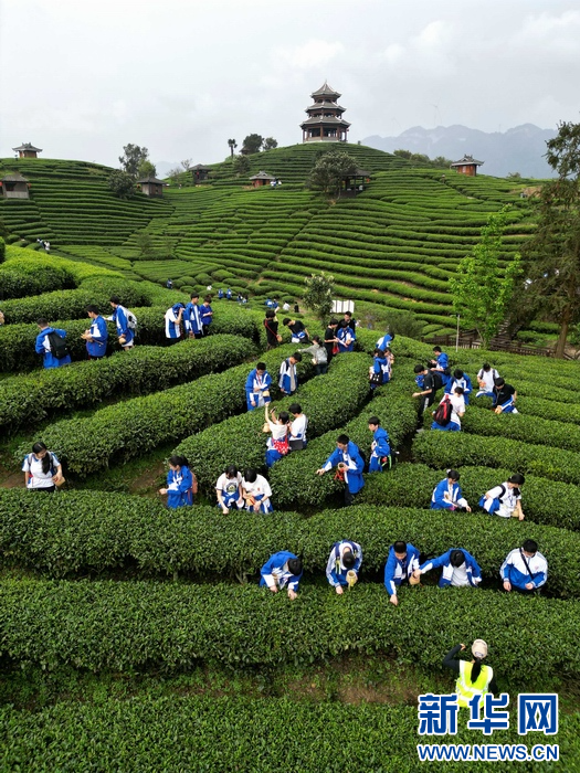 參加研學活動的學生在體驗採茶。
