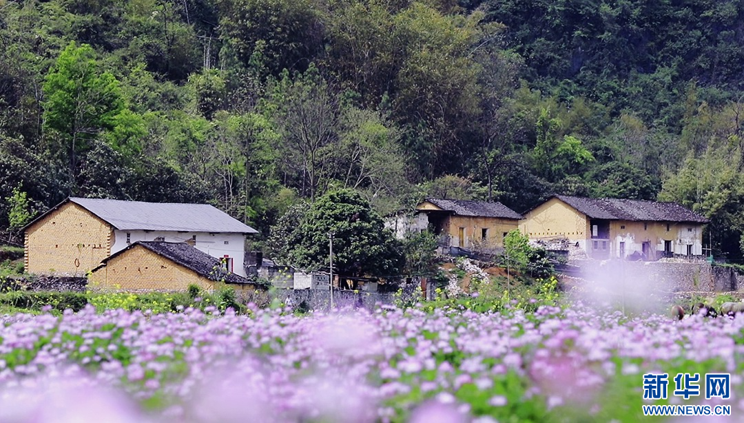 連片紫雲英與村莊相映成景。