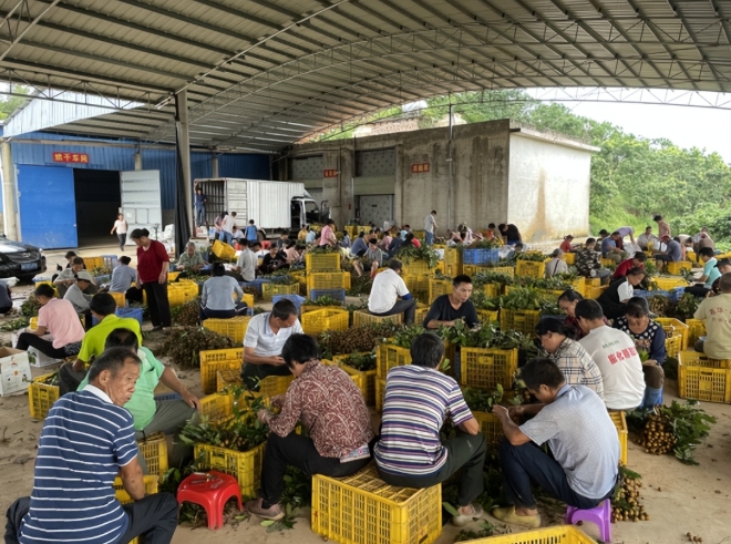 採摘下來的鮮果進行分揀。 採摘下來的鮮果進行分揀。